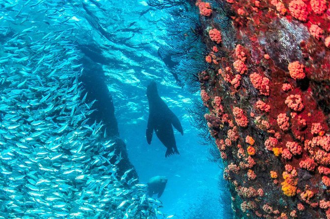 Espiritu Santo Island Snorkel & Sea Lion Adventure - What the $145 price really covers