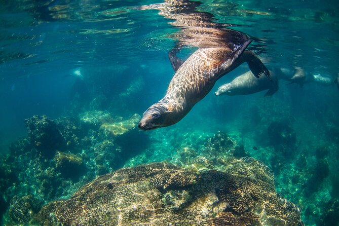 Espiritu Santo Island Snorkel & Sea Lion Adventure - Isla los Islotes: snorkeling with the colony