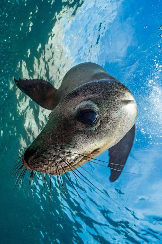 Espiritu Santo Island: Snorkeling Sea Lion Adventure - What the small group feels like on the water