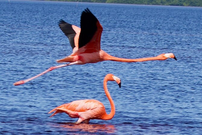 Excursion to Celestun Biosphere and Beach Day from Merida - From Mérida to Celestún in a Comfortable Van