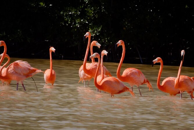 Excursion to Celestun Biosphere and Beach Day from Merida - The 500-Peso Cash Cost You Need to Plan For