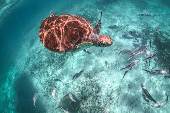 Exotik half a day tour: Cenote Cave and Swimming with Sea Turtles - What to bring and what to leave behind