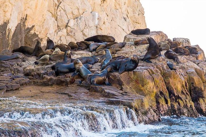 Explore Los Cabos City Tour, Glass-Bottom Boat Ride, Lunch and Shopping! - What the $105 price buys you