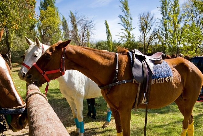 Extreme Horses Adventure with ATV, Ziplines & Cenote - How the $76 price holds up