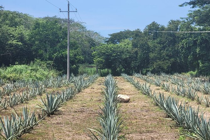 Finca 18 Puerto Vallarta Tequila Tour + Chocolate Pairing - What You Get for $89.41