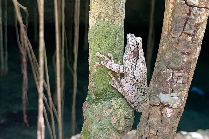 Five Cenotes Jungle Experience in the Riviera Maya - A guide-led look at nature and Maya culture