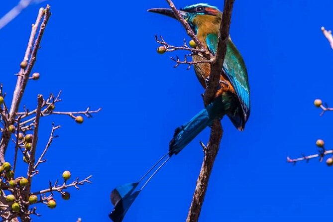 Five Cenotes Jungle Experience in the Riviera Maya - Lunch at Lara&Luca Playa del Carmen