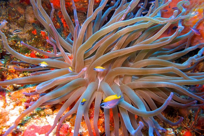 For certified Divers Experience the Under Water Museum and the Manchones Reef - The real price of the outing