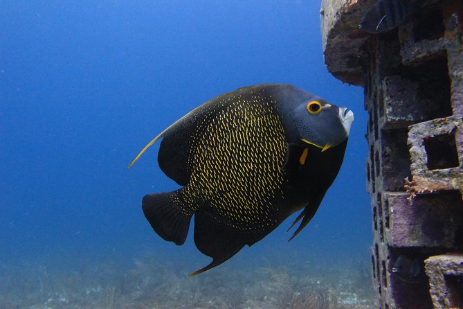 For certified Divers Experience the Under Water Museum and the Manchones Reef - What the two open-water sessions are like