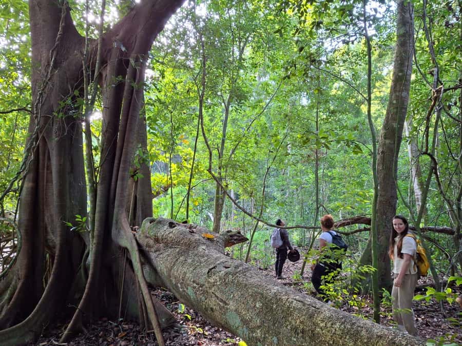 From Bacalar: Calakmul Ruins Expedition & Jungle Trek - Key points to know before booking
