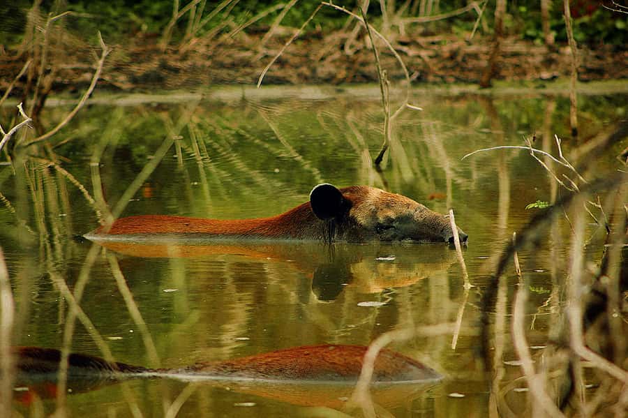 From Bacalar: Calakmul Ruins Expedition & Jungle Trek - The scenic approach through the biosphere
