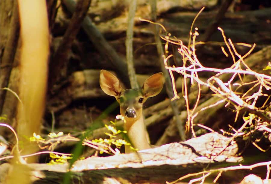 From Bacalar: Calakmul Ruins Expedition & Jungle Trek - The 30-minute jungle walk