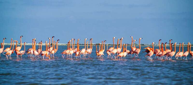 From Cancún: Rio Lagartos & Las Coloradas Day Trip & Lunch - Lunch at a local restaurant in the reserve area