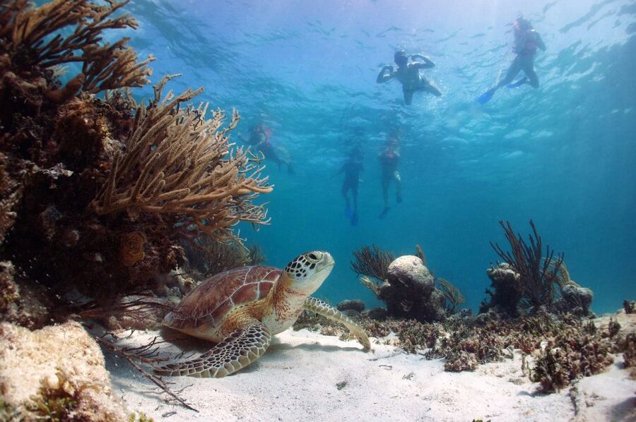 From Cancun: Tulum and Akumal Cenote and Turtle Swim Tour - Is $104 a fair price?