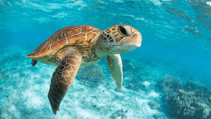 From Cancun: Tulum, Cenote and Turtle Swim Tour at Akumal - Weather, timing, and small practical details