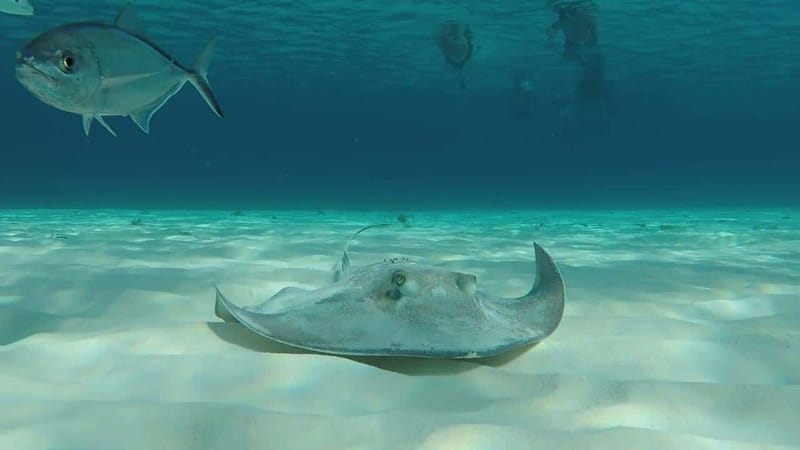 From Cozumel: 3 Reefs Boat Tour with Drinks and Snorkeling - Key points at a glance