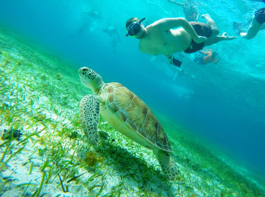 From Cozumel: Starfish, Stingrays and the Turtle Sanctuary - Key points at a glance
