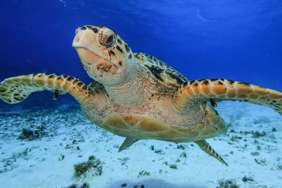 From Cozumel: Starfish, Stingrays and the Turtle Sanctuary - What this Cozumel snorkeling trip is really like