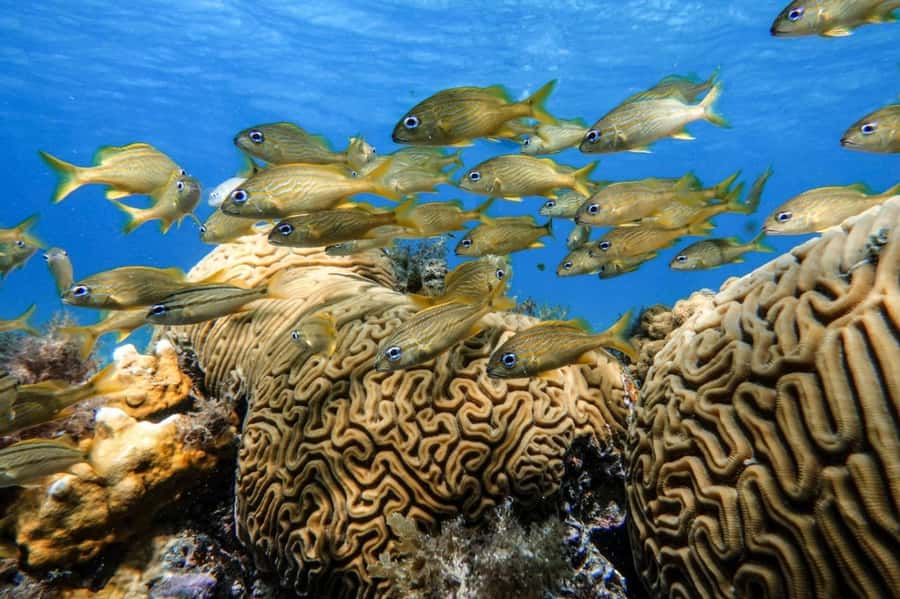 From Cozumel: Starfish, Stingrays and the Turtle Sanctuary - El Cielo and its sandy starfish bottom