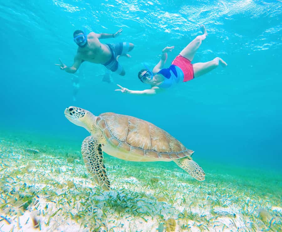 From Cozumel: Starfish, Stingrays and the Turtle Sanctuary - Turtle Bay and the marine sanctuary