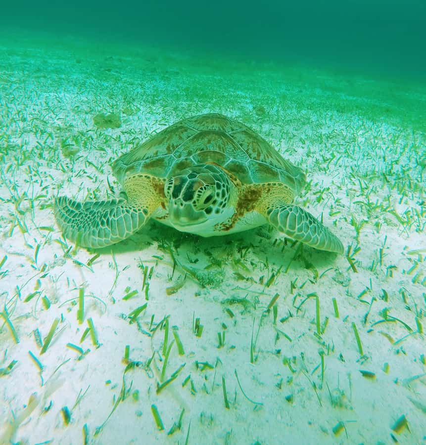 From Cozumel: Starfish, Stingrays and the Turtle Sanctuary - Wildlife you might see beneath the boat