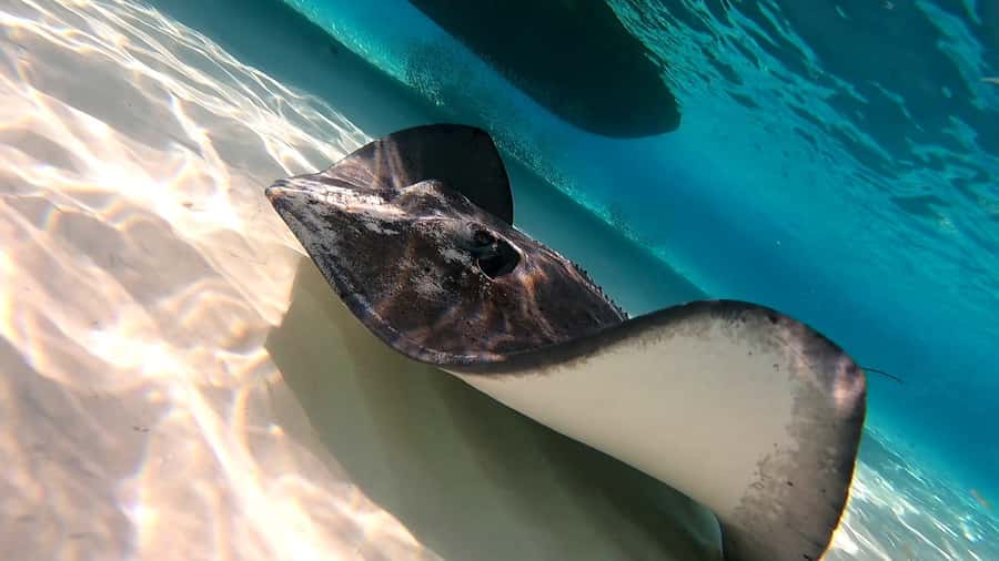 From Cozumel: Starfish, Stingrays and the Turtle Sanctuary - Sun protection, food, and what to pack