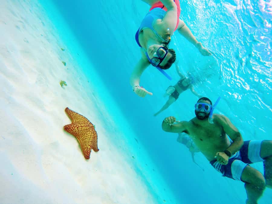 From Cozumel: Starfish, Stingrays and the Turtle Sanctuary - Starting at Marina Cozumel ASIPONA