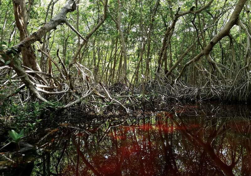 From Mérida: Ria Celestun Biosphere Reserve Tour - Should you book the Celestún tour?