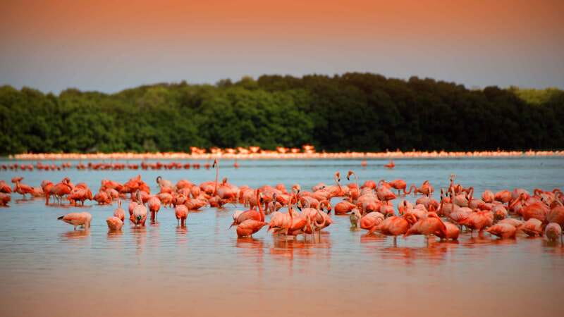 From Mérida: Ria Celestun Biosphere Reserve Tour - Why Celestún makes a fine change from Mérida