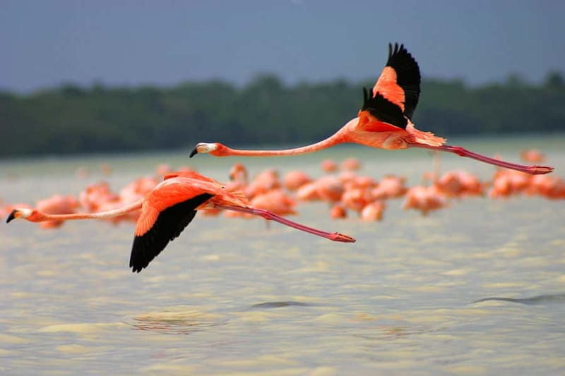 From Mérida: Ria Celestun Biosphere Reserve Tour - What the flamingo stop is really like