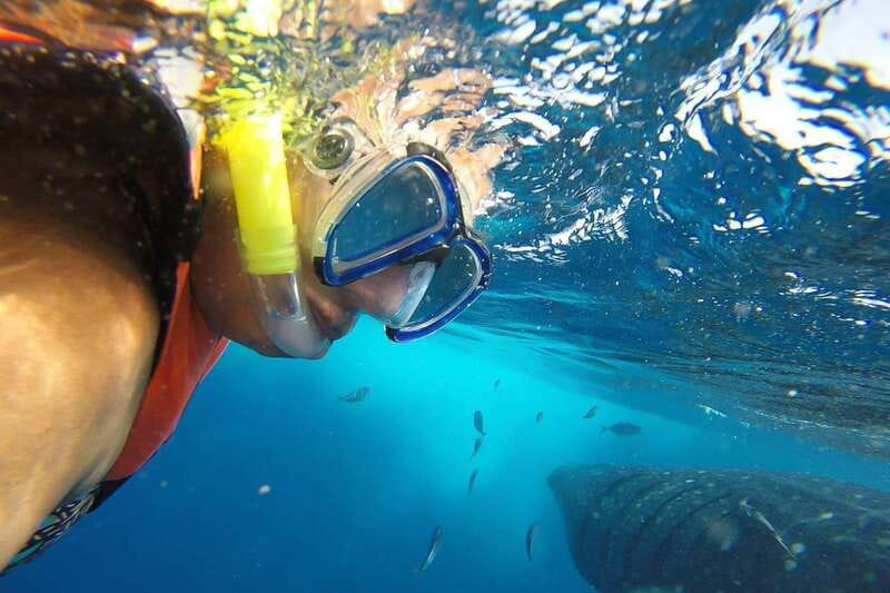 From Playa del Carmen: Whale Shark Tour - Key points to know before booking
