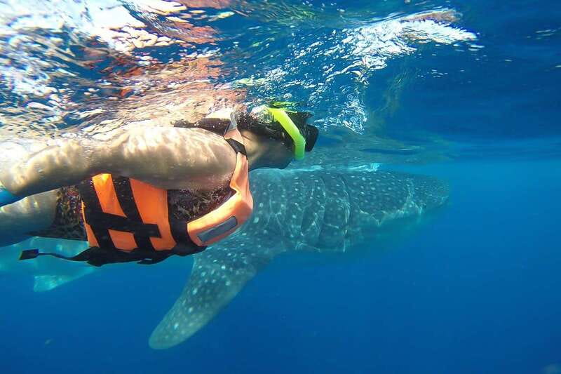 From Playa del Carmen: Whale Shark Tour - Meeting the whale sharks in the Mexican Caribbean