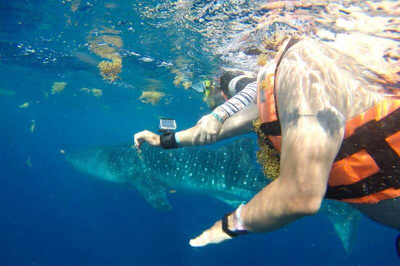 From Playa del Carmen: Whale Shark Tour - Getting ready for the two-hour swim