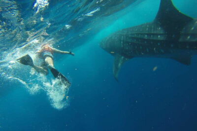 Whale Shark Tour