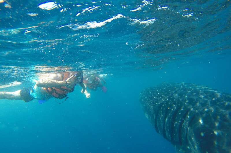 From Playa del Carmen: Whale Shark Tour - What the whale shark encounter feels like