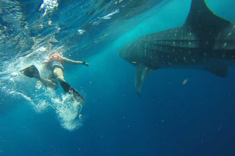 From Playa del Carmen: Whale Shark Tour - What past outings reveal about the crew