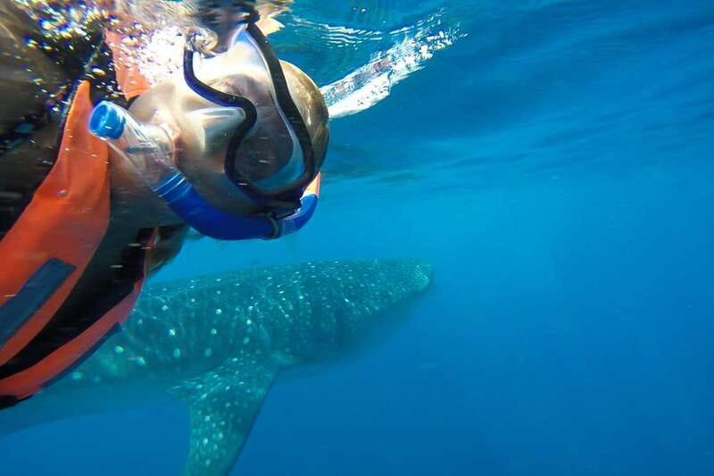 From Playa del Carmen: Whale Shark Tour - Who should book this whale shark tour?