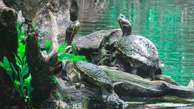 From Riviera Maya: 3 Cenotes Adventure Tour with Lunch - Taak Bi Ha: the first step into the cave world