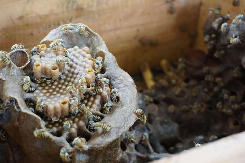 From Riviera Maya: Coba, Punta Laguna & Cenote Guided Trip - What to bring and how to prepare