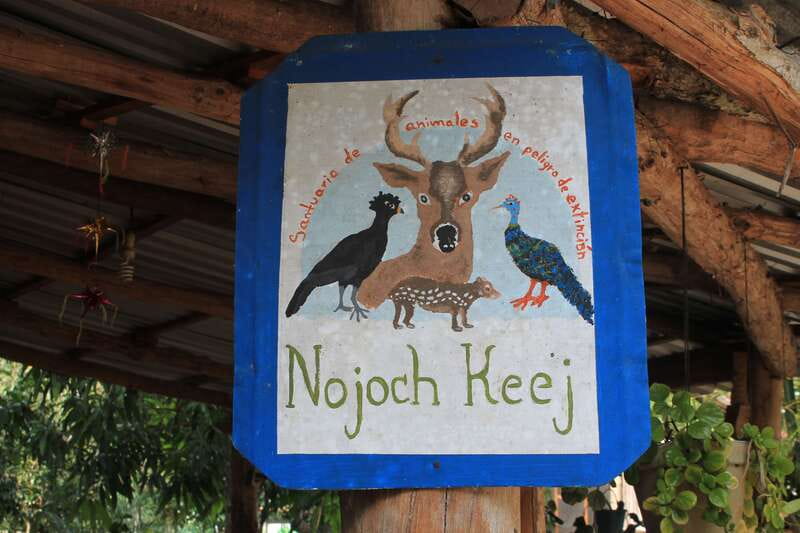 From Riviera Maya: Coba, Punta Laguna & Cenote Guided Trip - A Mayan family meal in Nuevo Durango