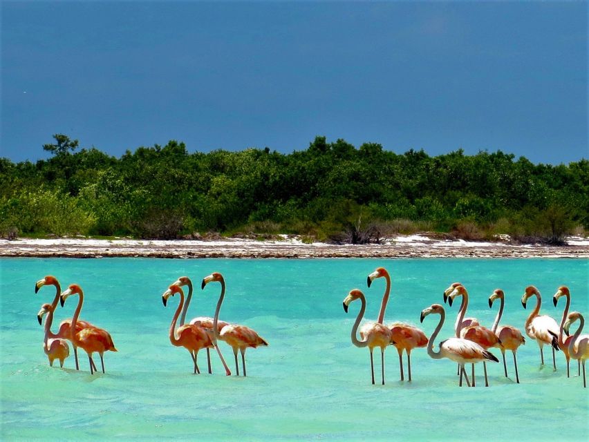 From Riviera Maya: Holbox Full-Day Tour with Lunch - The real cost: $104 plus the $40 surcharge