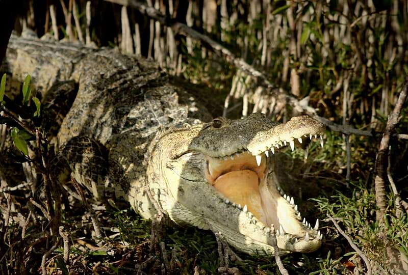 From Riviera Maya: Sian Ka'an Half Day Tour w/ Lunch - Manatees, crocodiles, and birds in the reserve