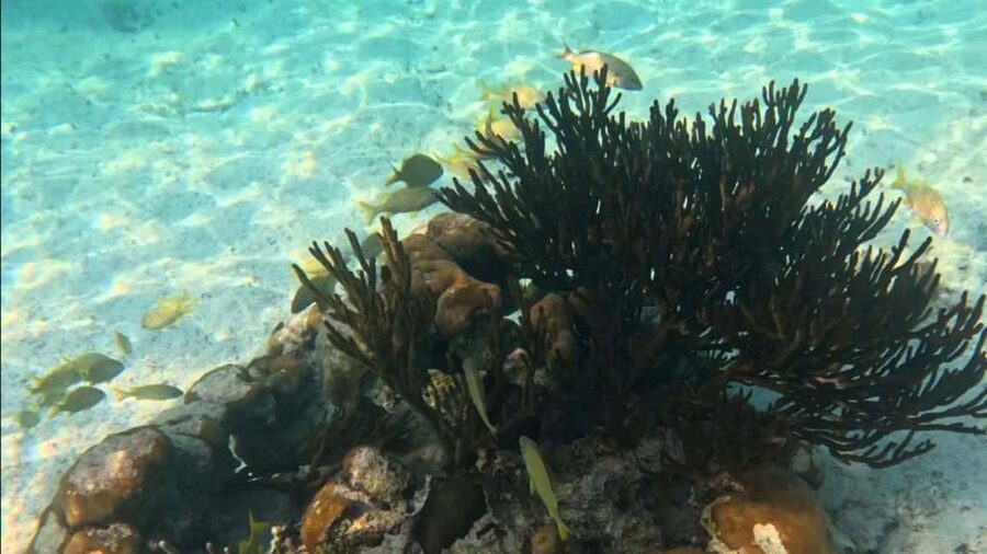 From Riviera Maya: Tulum, Cenote, & Akumal Turtle Swim Trip - What the eight-hour schedule feels like