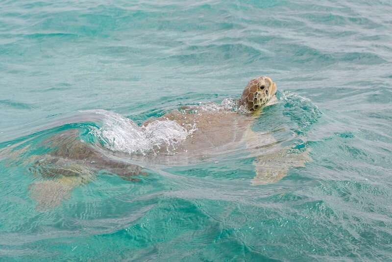 From Tulum: Sian Kaan Boat Trip Adventure with Lunch - The reef stop: beautiful, but never promised