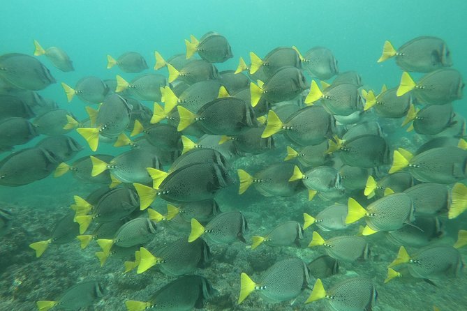 Full-Day Experience in Banderas Bay - Colomitos: a tiny beach with a short pause