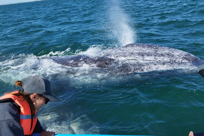 Full Day Gray Whale Watching Experience - Key points at a glance
