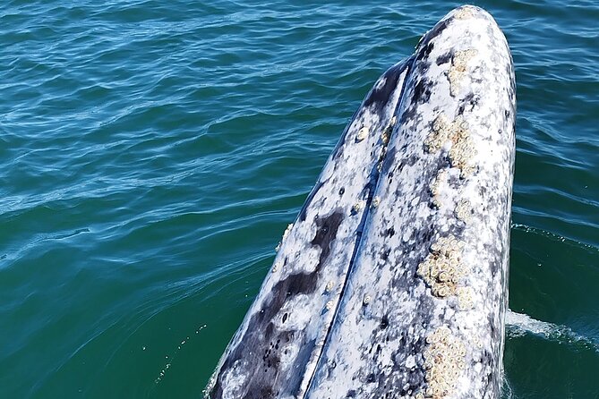 Full Day Gray Whale Watching Experience - The long road from La Paz to Puerto Chale