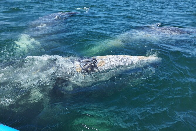 Full Day Gray Whale Watching Experience - Two hours watching gray whales
