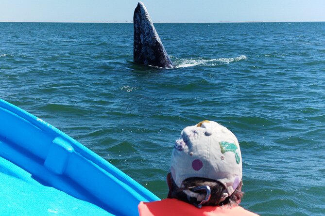 Full Day Gray Whale Watching Experience - Is $191.18 a fair price?