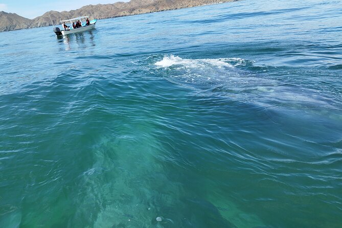 Full Day Gray Whale Watching Experience - Who will enjoy this day most?